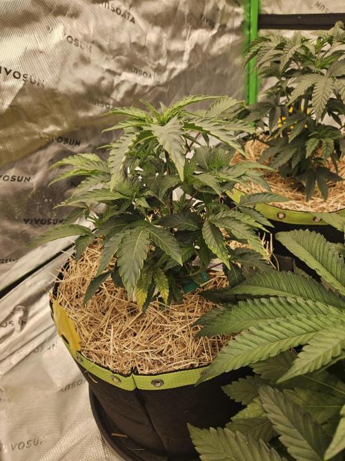 Zoapz 34 - HnnyHmp. Week 5