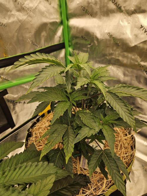 Zoapz 34 - HnnyHmp. Week 5