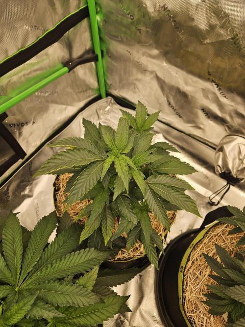 Zoapz 34 - HnnyHmp. Week 5