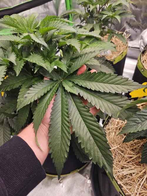 Geist Grow – Geist Grow OG S1. Week 5