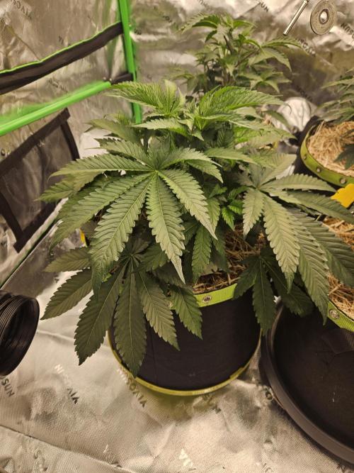 Geist Grow – Geist Grow OG S1. Week 5