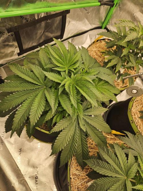 Geist Grow – Geist Grow OG S1. Week 5