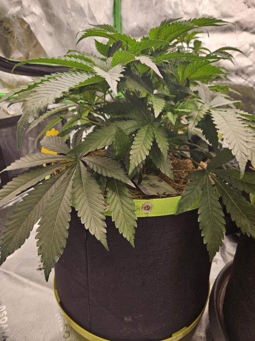 Geist Grow – Geist Grow OG S1. Week 5
