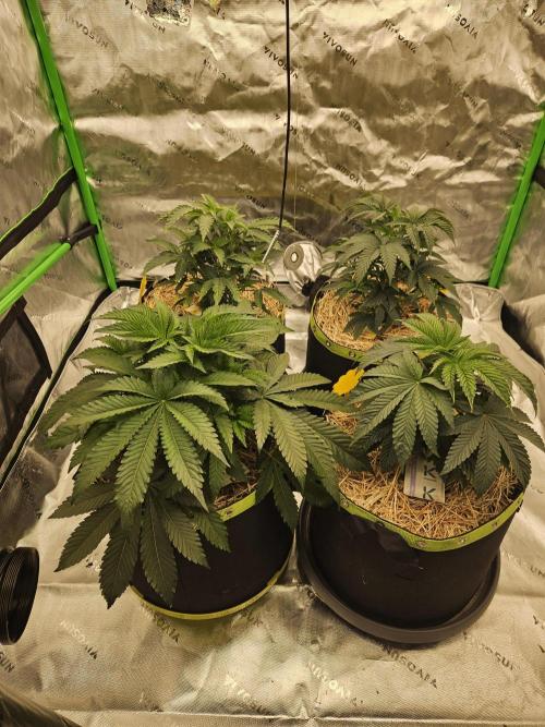 Gas Gimlet - Wizard Trees #3. Week 5