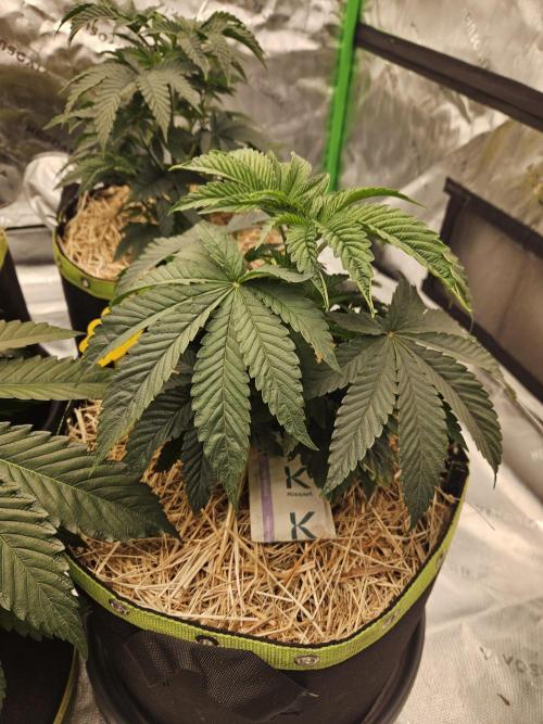Gas Gimlet - Wizard Trees #3. Week 5