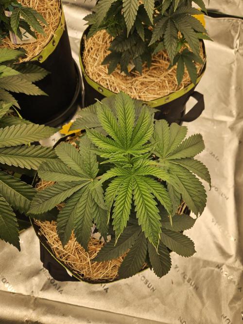 Gas Gimlet - Wizard Trees #3. Week 5