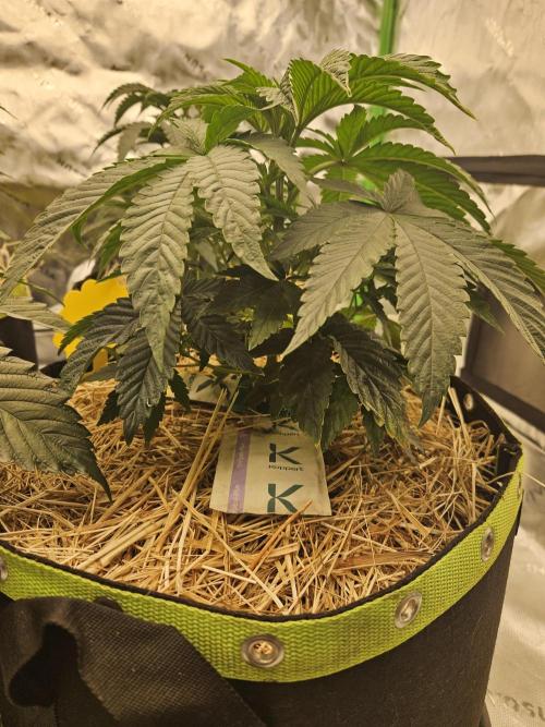Gas Gimlet - Wizard Trees #3. Week 5