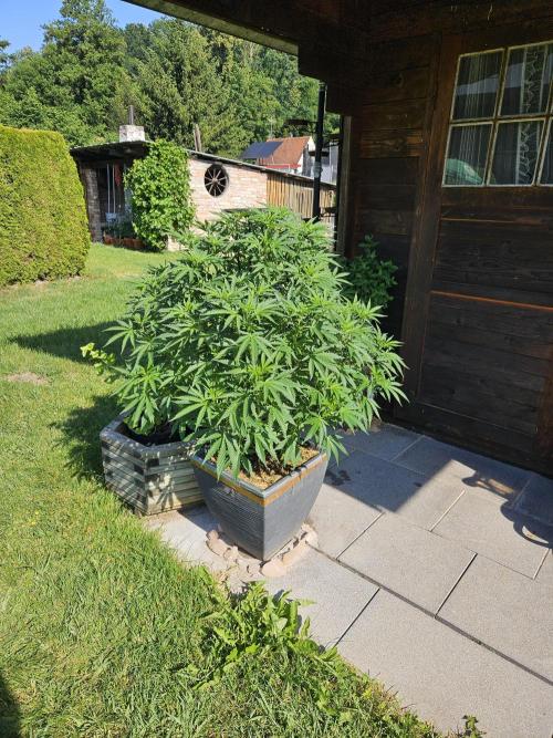Slushberry Mintz - Outdoor vs Indoor. Week 11