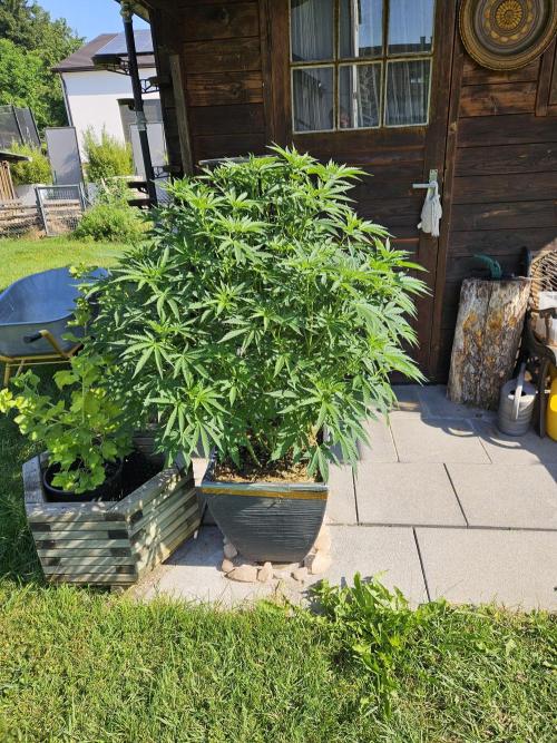 Slushberry Mintz - Outdoor vs Indoor. Week 11