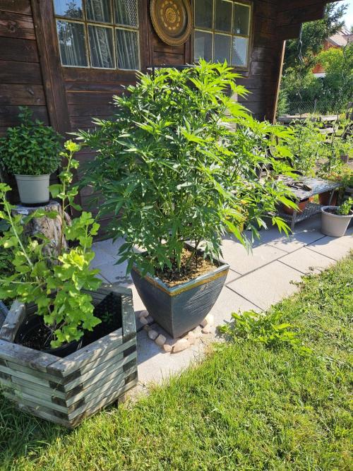 Slushberry Mintz - Outdoor vs Indoor. Week 11
