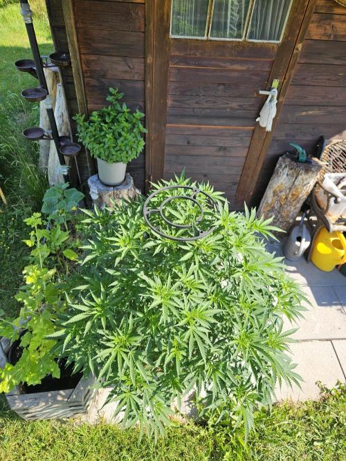 Slushberry Mintz - Outdoor vs Indoor. Week 11