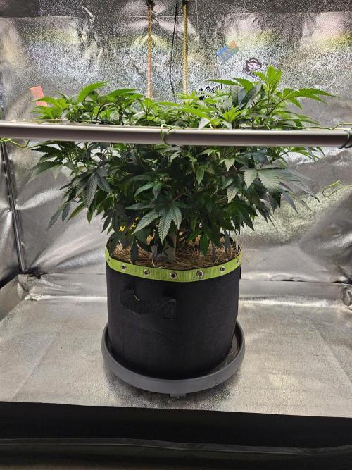 Slushberry Mintz - Outdoor vs Indoor. Week 11