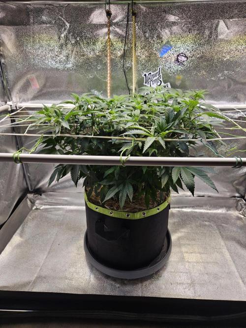 Slushberry Mintz - Outdoor vs Indoor. Week 11