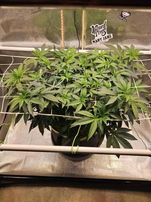 Slushberry Mintz - Outdoor vs Indoor. Week 11