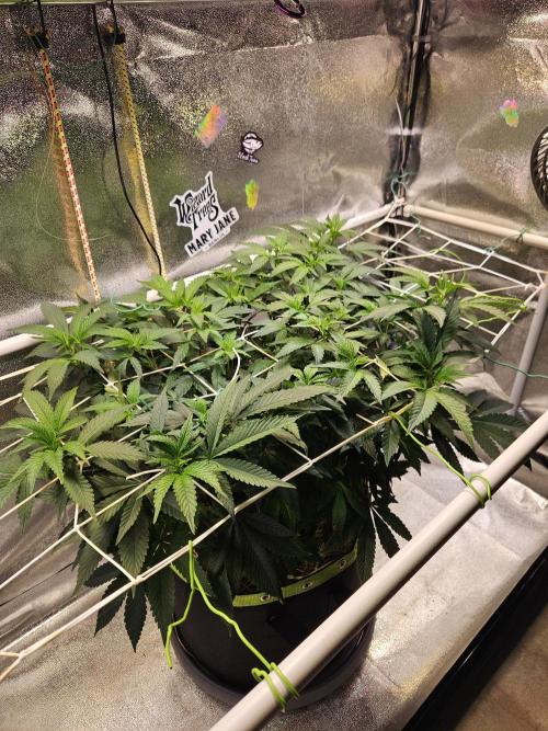 Slushberry Mintz - Outdoor vs Indoor. Week 11