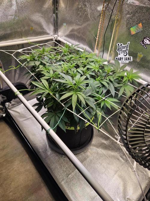 Slushberry Mintz - Outdoor vs Indoor. Week 11