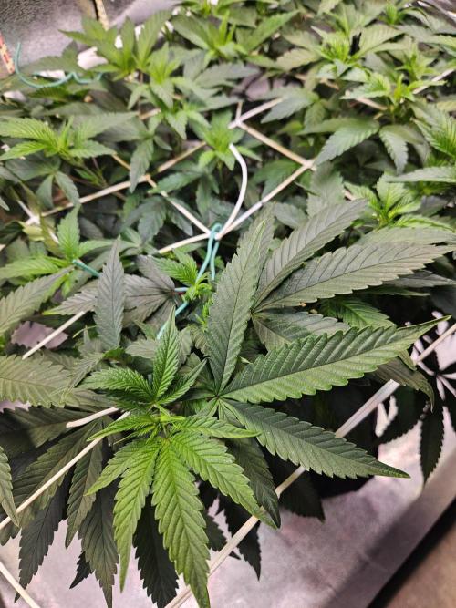 Slushberry Mintz - Outdoor vs Indoor. Week 11