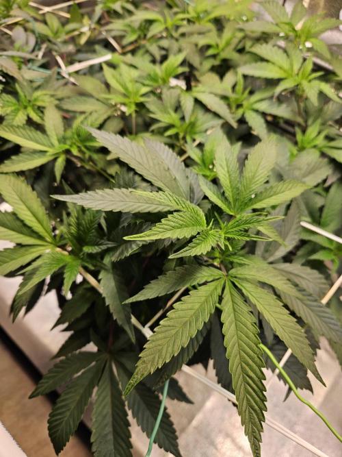 Slushberry Mintz - Outdoor vs Indoor. Week 11