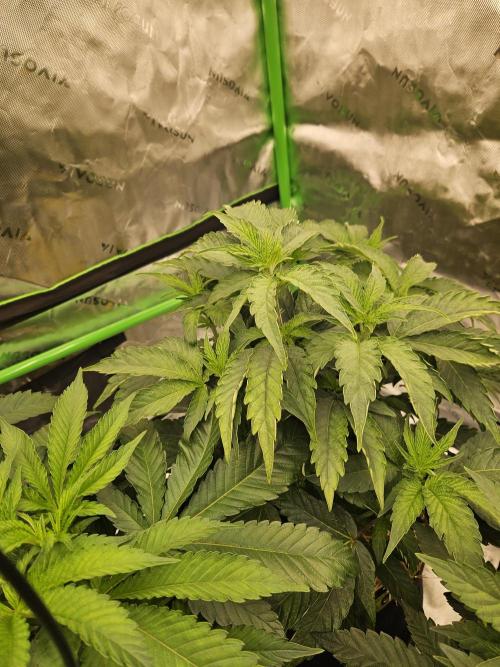 Zoapz 34 - HnnyHmp. Week 6