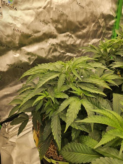 Zoapz 34 - HnnyHmp. Week 6