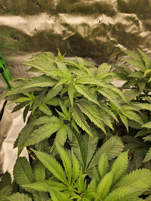 Zoapz 34 - HnnyHmp. Week 6