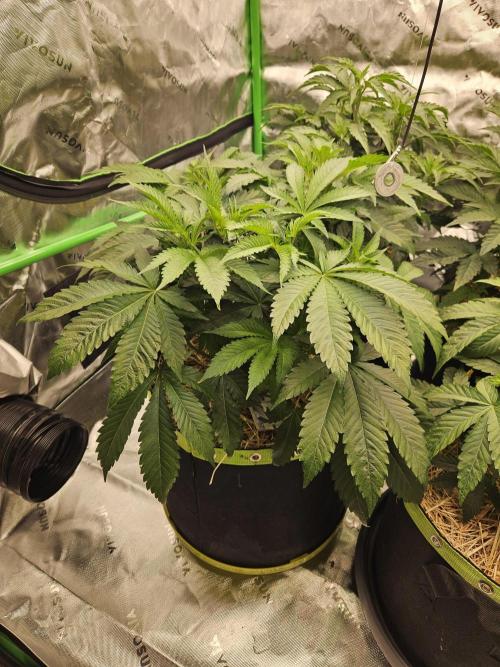 Geist Grow – Geist Grow OG S1. Week 6