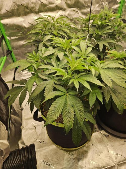 Geist Grow – Geist Grow OG S1. Week 6