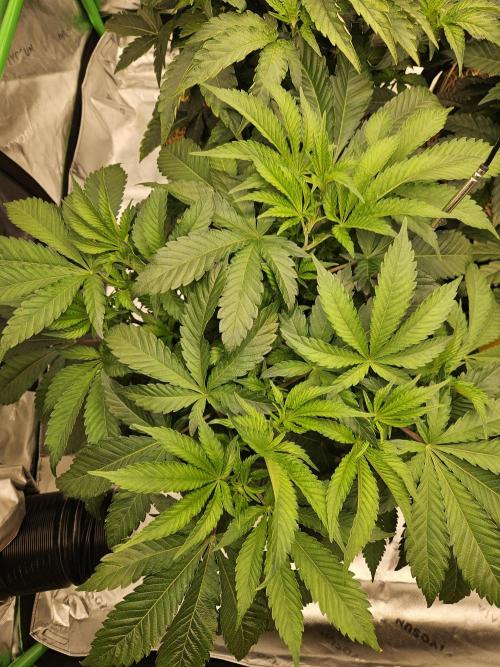 Geist Grow – Geist Grow OG S1. Week 6