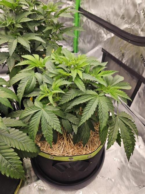 Gas Gimlet - Wizard Trees #3. Week 6