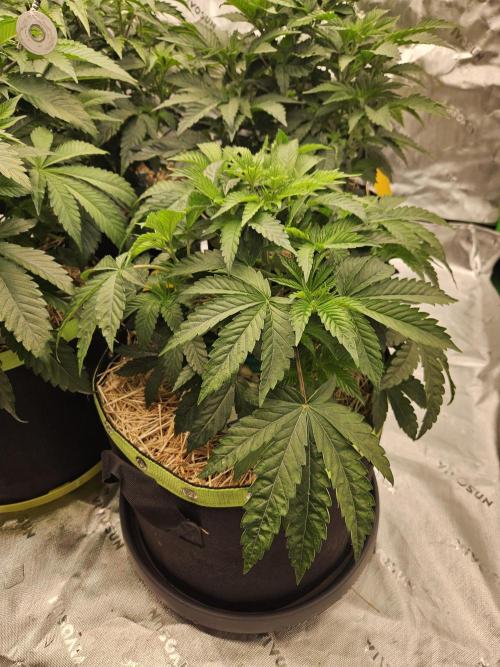 Gas Gimlet - Wizard Trees #3. Week 6