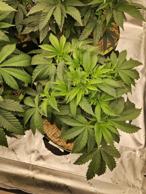 Gas Gimlet - Wizard Trees #3. Week 6
