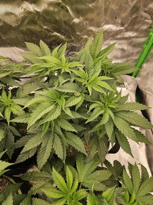 Chicken n' Wafflez. Week 6