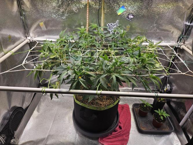 Slushberry Mintz - Outdoor vs Indoor. Week 12