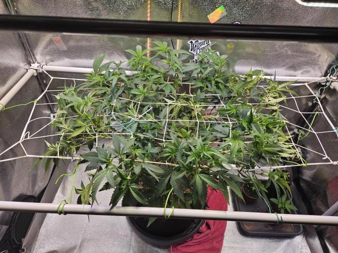 Slushberry Mintz - Outdoor vs Indoor. Week 12