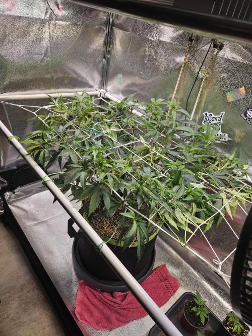 Slushberry Mintz - Outdoor vs Indoor. Week 12