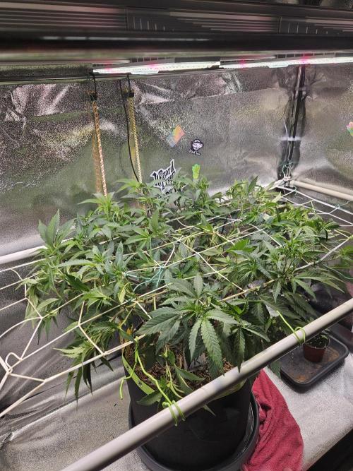 Slushberry Mintz - Outdoor vs Indoor. Week 12