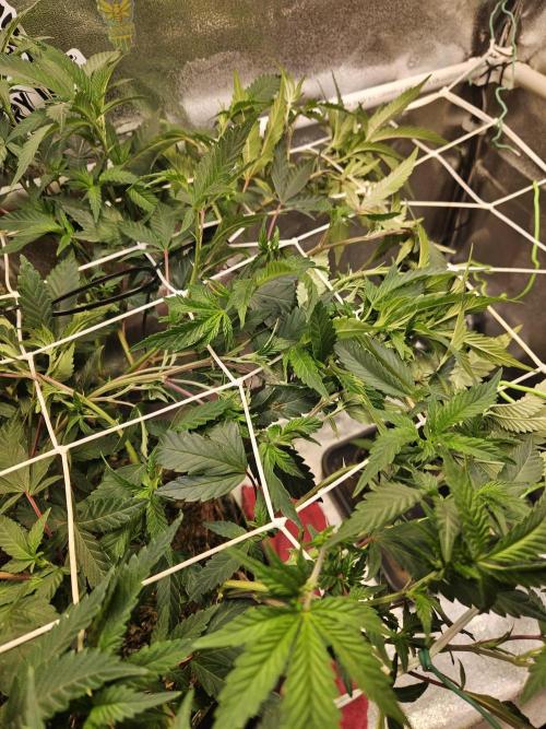 Slushberry Mintz - Outdoor vs Indoor. Week 12