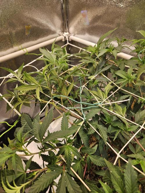 Slushberry Mintz - Outdoor vs Indoor. Week 12