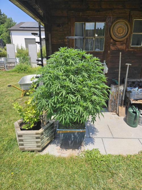 Slushberry Mintz - Outdoor vs Indoor. Week 12
