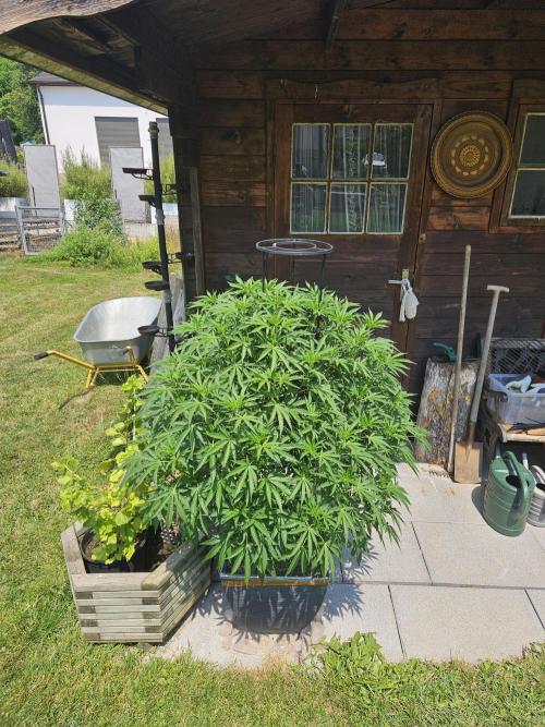 Slushberry Mintz - Outdoor vs Indoor. Week 12