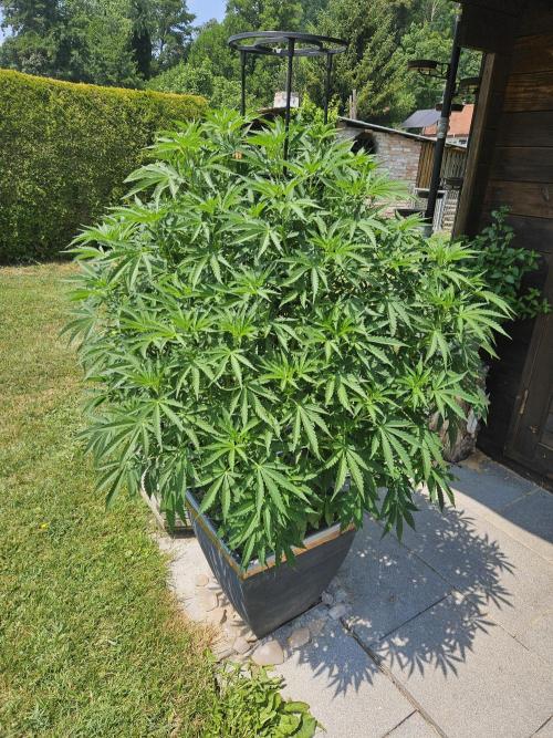 Slushberry Mintz - Outdoor vs Indoor. Week 12