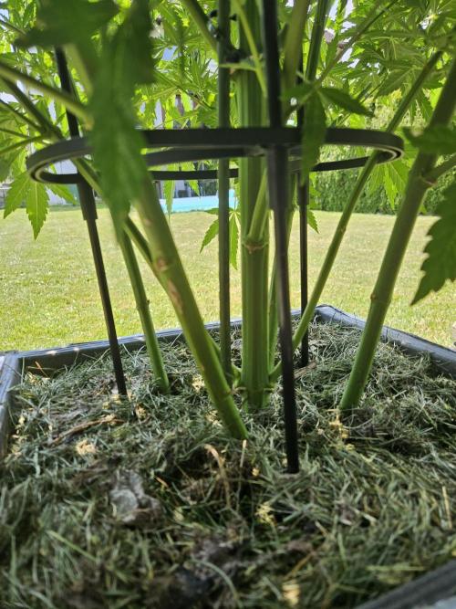 Slushberry Mintz - Outdoor vs Indoor. Week 12