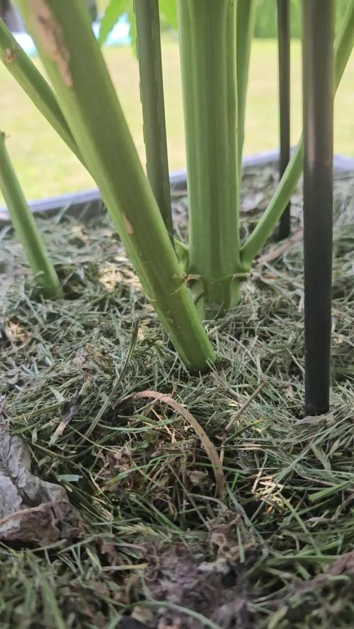 Slushberry Mintz - Outdoor vs Indoor