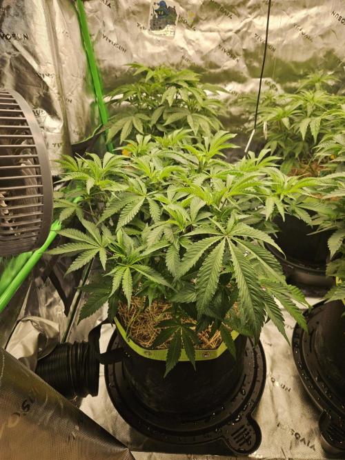 Geist Grow – Geist Grow OG S1. Week 7