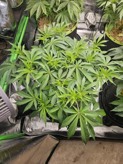 Geist Grow – Geist Grow OG S1. Week 7