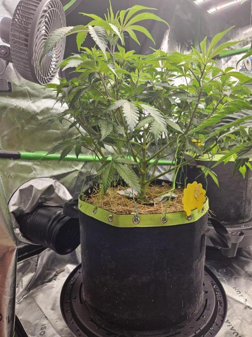 Geist Grow – Geist Grow OG S1. Week 7