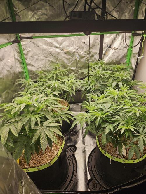 Geist Grow – Geist Grow OG S1. Week 7