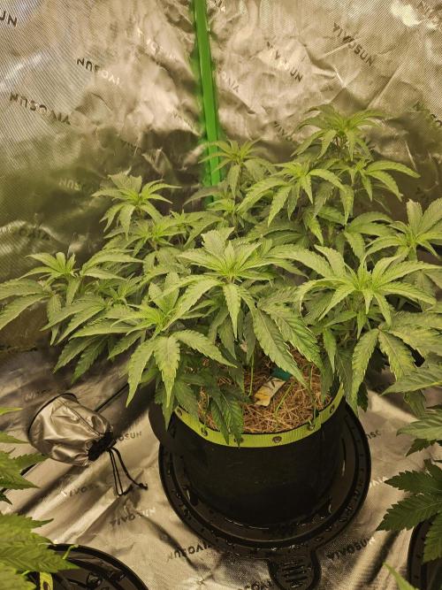 Zoapz 34 - HnnyHmp. Week 7