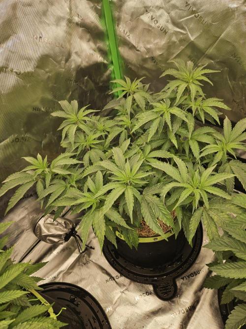 Zoapz 34 - HnnyHmp. Week 7