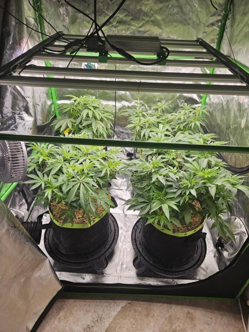Gas Gimlet - Wizard Trees #3. Week 7